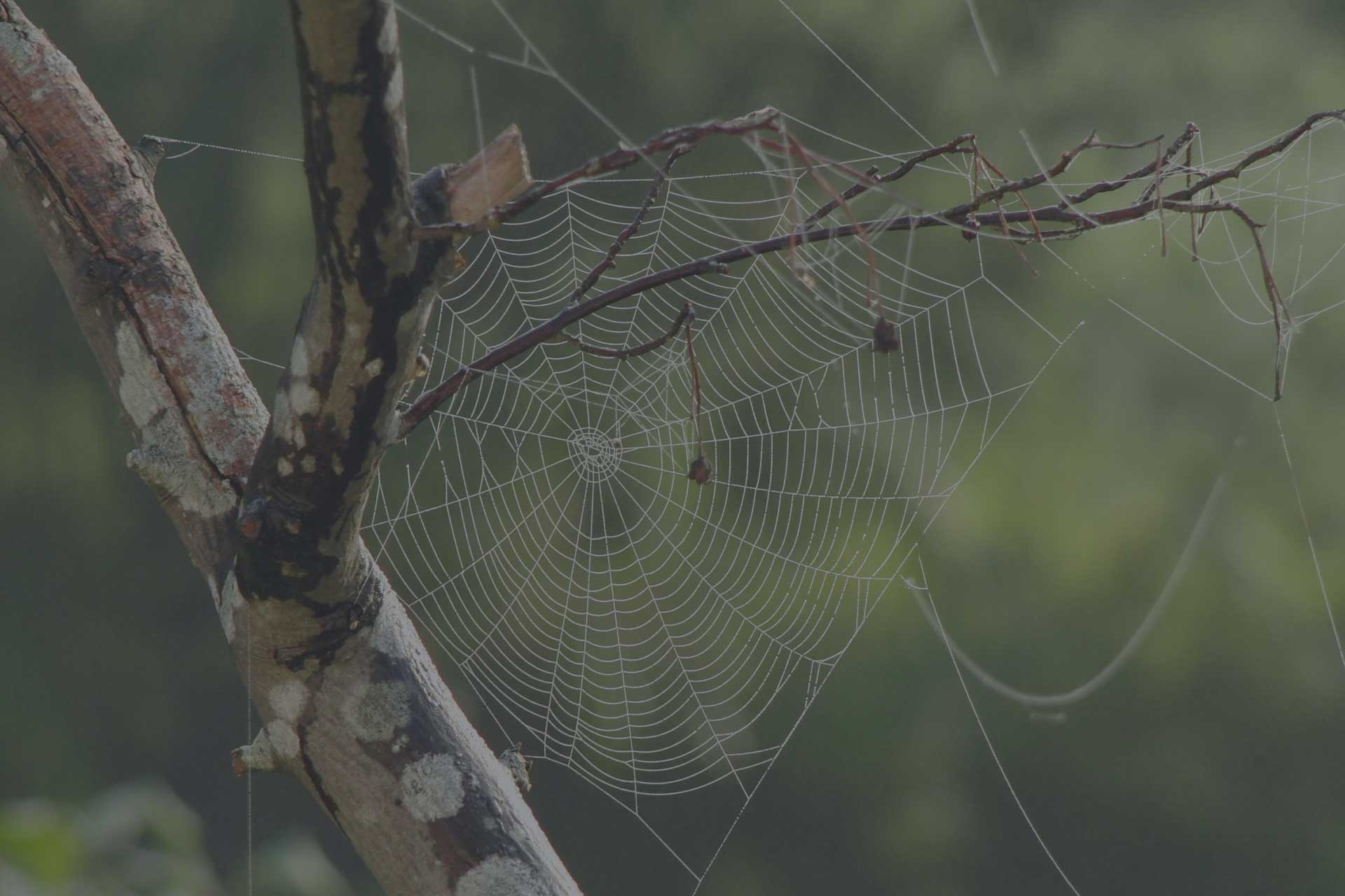Costs to Build a Website Design