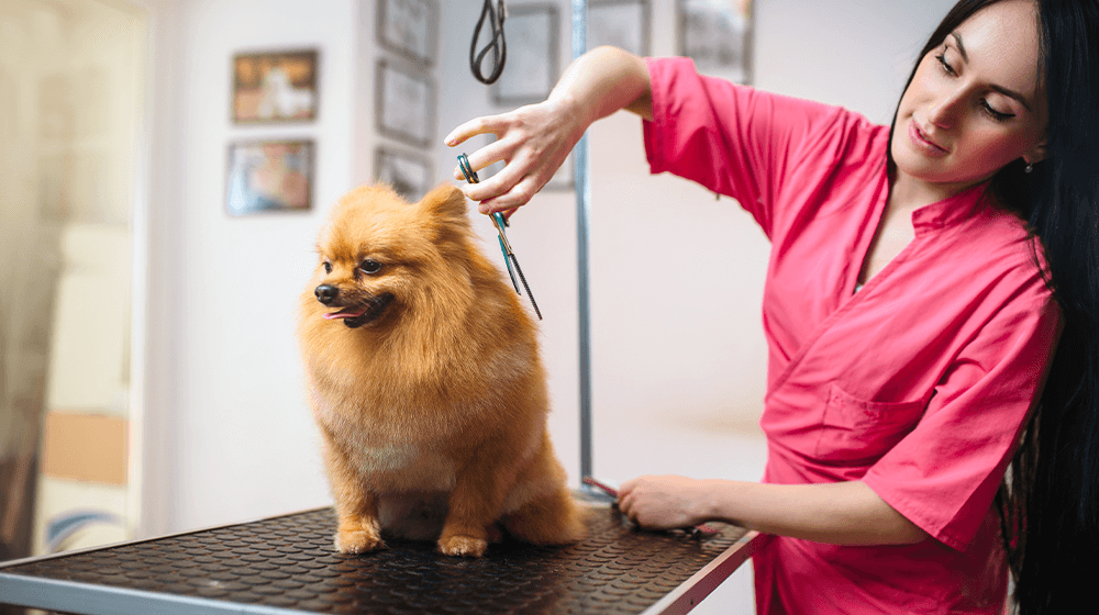 Pet-Business-Ideas
