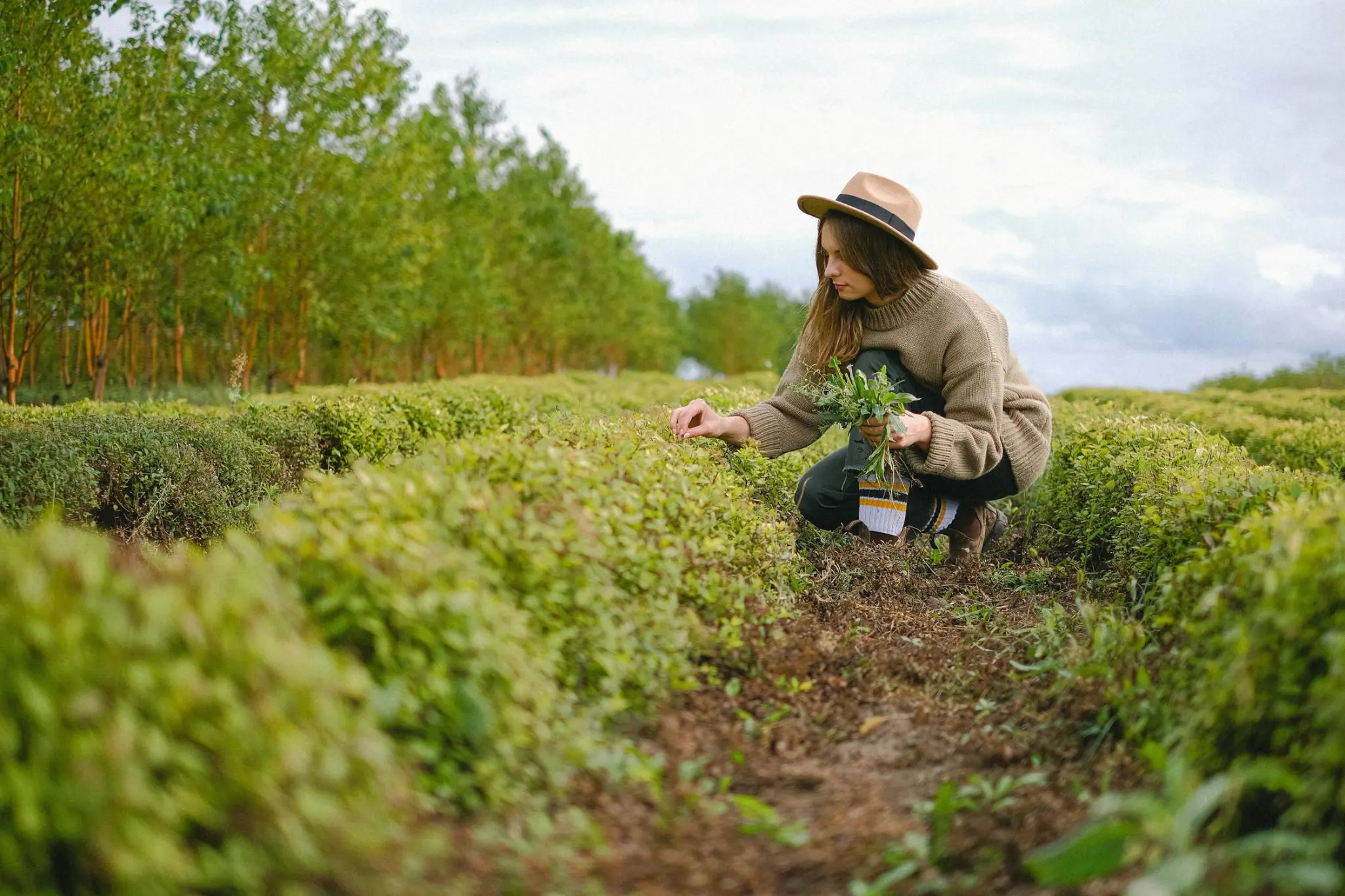 artificial-intelligence-in-agriculture